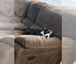 Small #2 Border Collie Mix