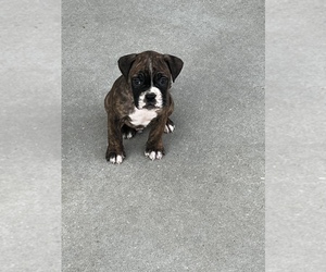 Valley Bulldog Puppy for sale in HARTSELLE, AL, USA