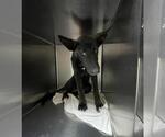 Small Mutt