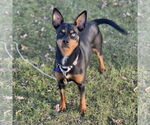 Small #2 Miniature Pinscher Mix