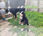 Small #10 Bernese Mountain Dog