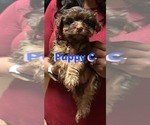 Puppy Puppy 3 Yorkshire Terrier