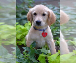 Golden Retriever Dogs for adoption in Enfield, CT, USA