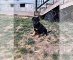 Small #1 German Shepherd Dog