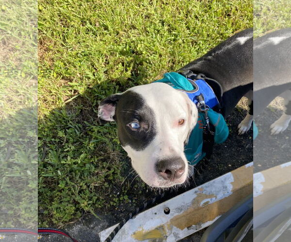 Medium Photo #3 Mutt Puppy For Sale in Miami, FL, USA