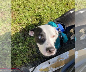 COURTESY POST: Melo - Male Mutt Dog for Adoption - Photo #3