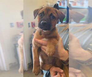 Dachshund-Unknown Mix Dogs for adoption in San Antonio, TX, USA