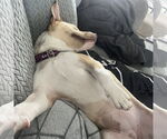 Small #38 American Pit Bull Terrier Mix