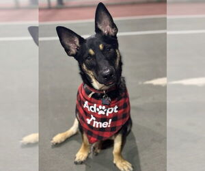 German Shepherd Dog-Unknown Mix Dogs for adoption in W Hollywood, CA, USA