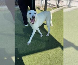 German Shepherd Dog-Unknown Mix Dogs for adoption in Pasadena, TX, USA