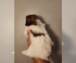 Small #5 Shih Tzu