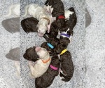 Image preview for Ad Listing. Nickname: LITTER OF 8