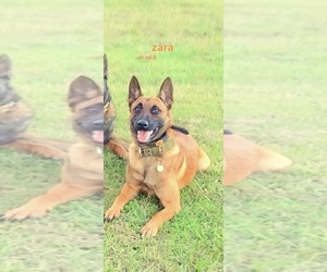 Mother of the Belgian Malinois puppies born on 10/31/2023