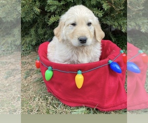 English Cream Golden Retriever Puppy for sale in FLEMINGSBURG, KY, USA