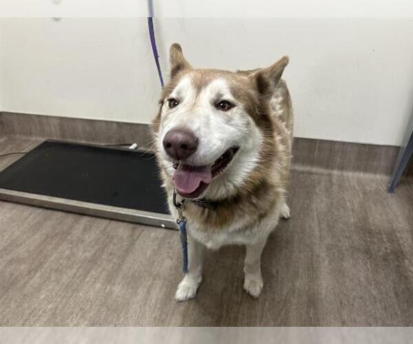 Medium Photo #1 Siberian Husky Puppy For Sale in Pasadena, CA, USA