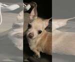 Small #1 Chihuahua