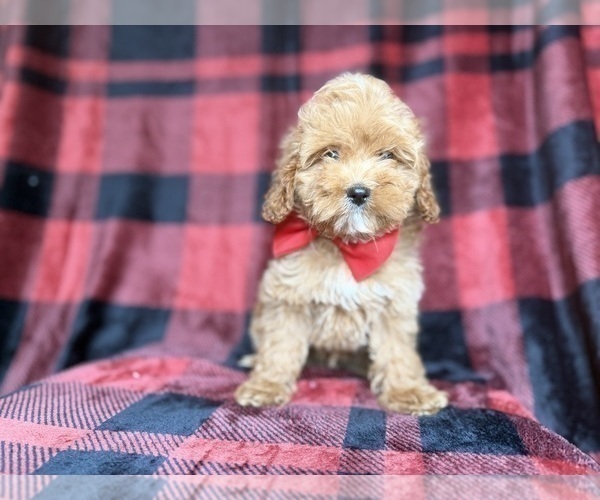 Medium Photo #8 Cockapoo (Miniature) Puppy For Sale in LAKELAND, FL, USA