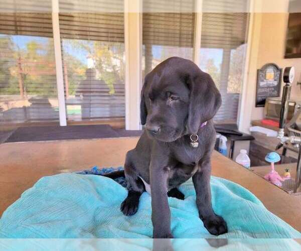 Medium Photo #1 Labrador Retriever Puppy For Sale in MURRIETA, CA, USA