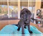 Small Photo #1 Labrador Retriever Puppy For Sale in MURRIETA, CA, USA
