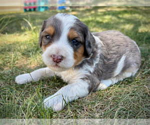 Bernedoodle (Miniature) Puppy for sale in ROY, UT, USA