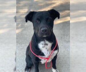 Labrador Retriever-Unknown Mix Dogs for adoption in Tulsa, OK, USA