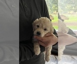 Small Photo #17 Goldendoodle Puppy For Sale in VANCOUVER, WA, USA
