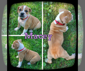 Olde English Bulldogge Puppy for sale in WHEELER, MI, USA