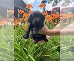 Small Labrador Retriever