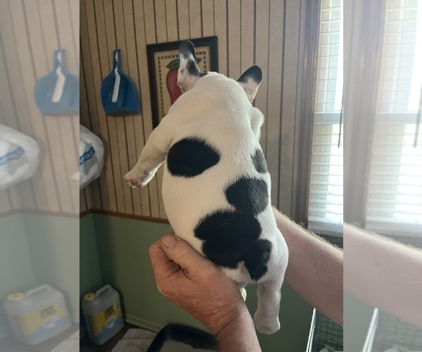 Medium Photo #5 French Bulldog Puppy For Sale in KANSAS CITY, MO, USA
