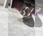 Small #4 French Bulldog