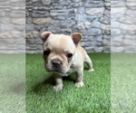 Small #17 French Bulldog