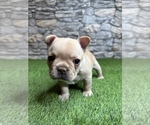 Small #17 French Bulldog