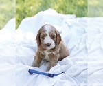 Puppy 4 Cock-A-Poo