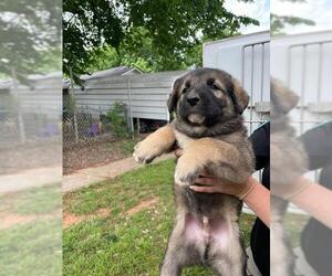 Anatolian Shepherd-Unknown Mix Dogs for adoption in Oklahoma City, OK, USA