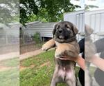 Small Anatolian Shepherd Mix