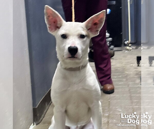 Medium Photo #3 Carolina Dog-Unknown Mix Puppy For Sale in Washington, DC, USA