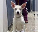 Small #2 Carolina Dog Mix