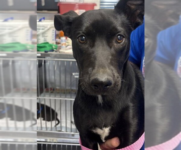 Medium Photo #1 Mutt Puppy For Sale in San Bernardino, CA, USA