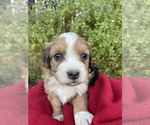 Puppy 1 Aussiedoodle-Australian Shepherd Mix