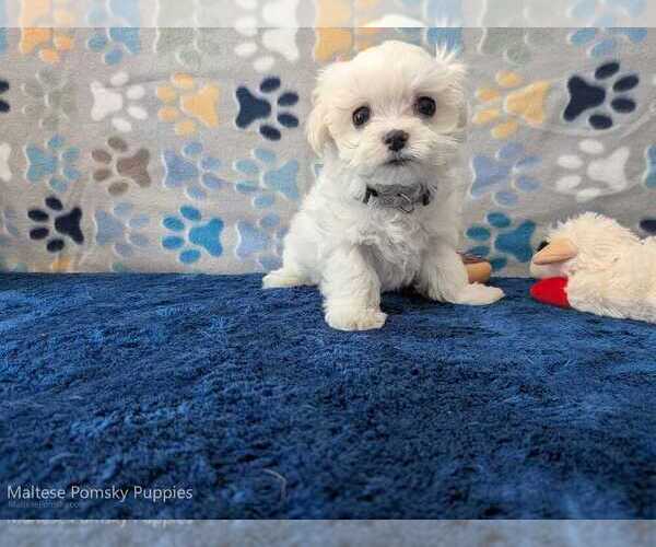 Medium Photo #7 Maltese Puppy For Sale in OCALA, FL, USA