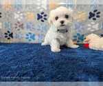Puppy Angel Hair Maltese