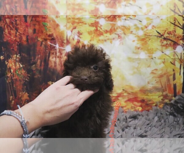 Medium Photo #5 Poodle (Toy) Puppy For Sale in LAS VEGAS, NV, USA