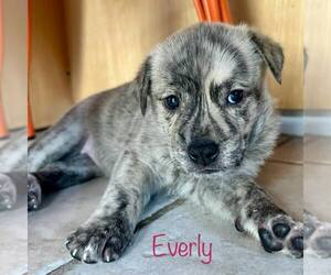 Boxer-Plott Hound Mix Dogs for adoption in Cave Creek, AZ, USA