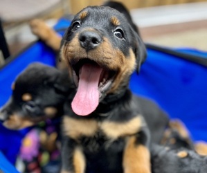 Rottweiler Puppy for sale in WARREN, MI, USA