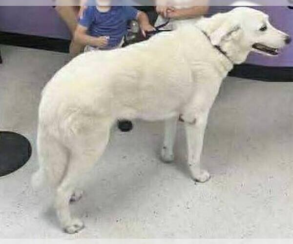 Medium Photo #7 Great Pyrenees Puppy For Sale in Dallas, TX, USA