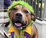 Small #37 American Pit Bull Terrier Mix