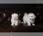 Small Photo #2 Maltese Puppy For Sale in WOODSTOCK, CT, USA