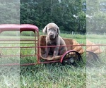 Small #5 Labrador Retriever
