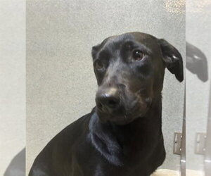Labrador Retriever-Unknown Mix Dogs for adoption in Rancho Cucamonga, CA, USA