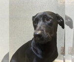 UNKNOWN - Female Labrador Retriever-Unknown Mix Dog for Adoption - Small photo